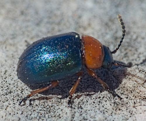 Réf. 318 933 : Gastrophysa polygoni